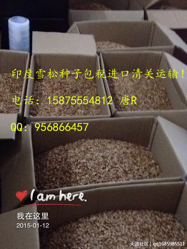 雪松种子进口清关流程