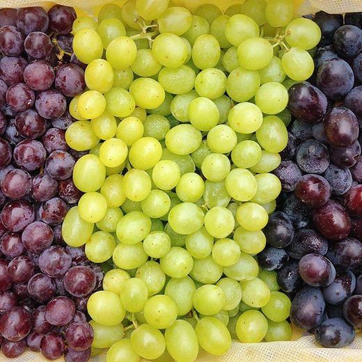 TAB葡萄(TAB葡萄交易所骗局)