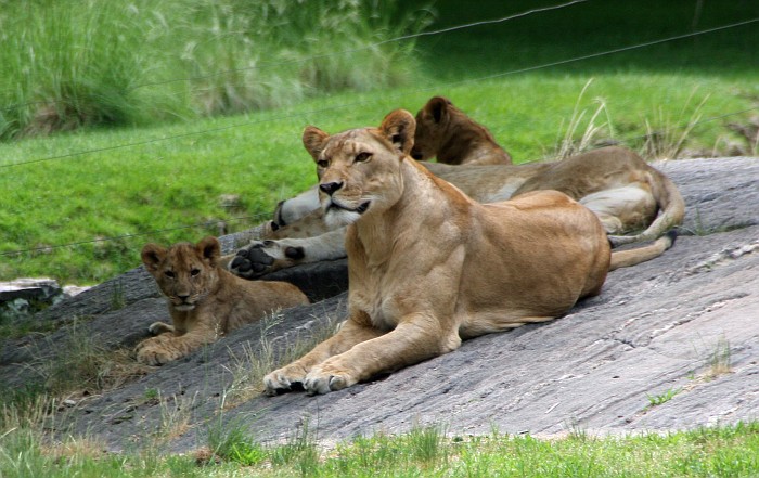 ZOOOO(zoooop)