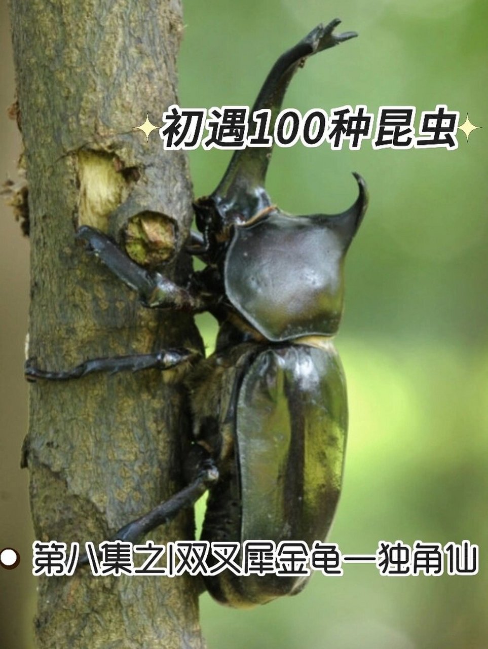 金龟(金龟莲)
