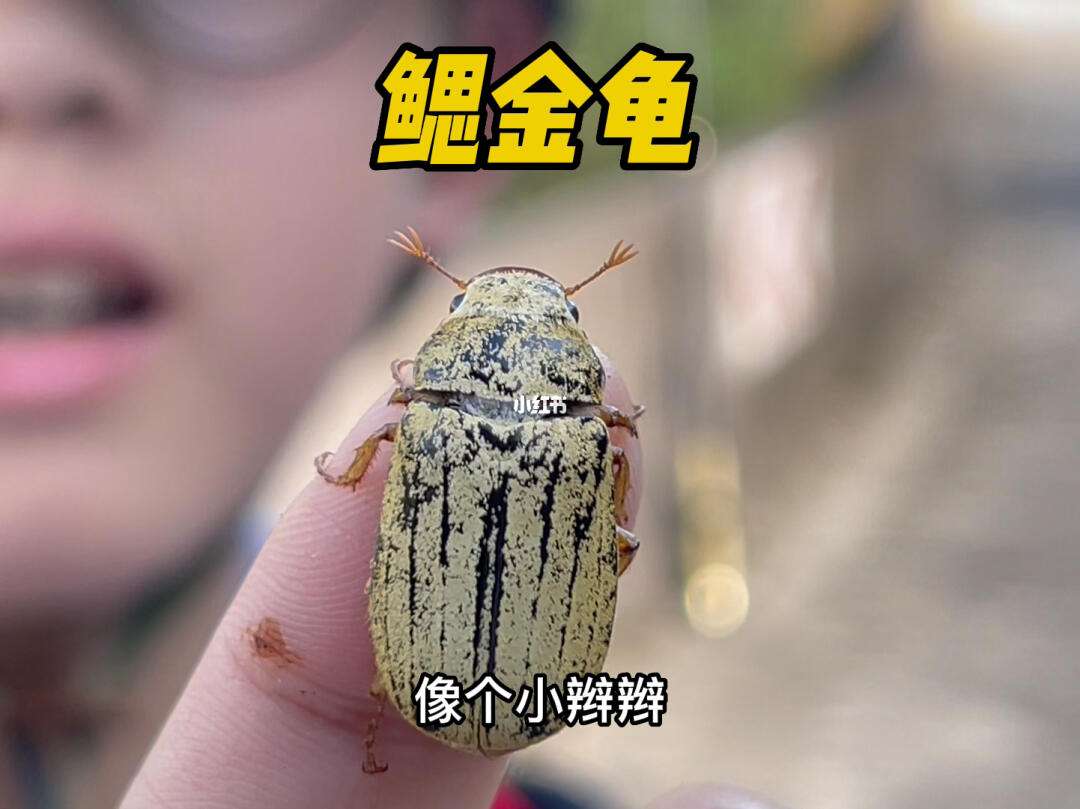金龟(金龟牌台式压力机)