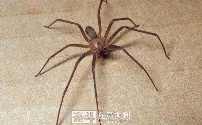 欧洲蜘蛛(欧洲蜘蛛侠)